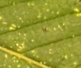 bugs29a.jpg