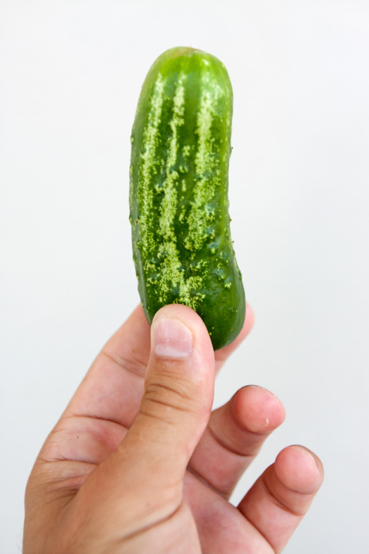 cucumber814.jpg