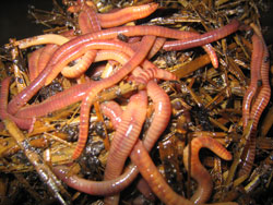 redworms2.jpg
