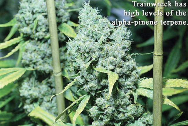 071013terpenes_03.jpg