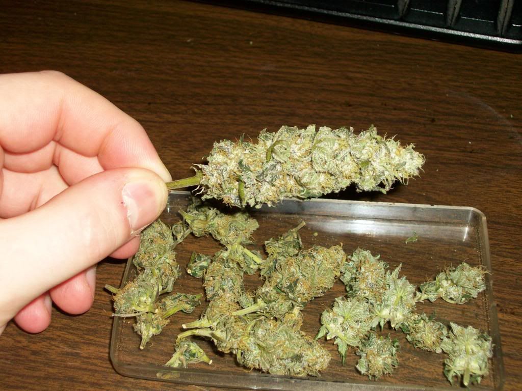 Harvest1Dry12.jpg
