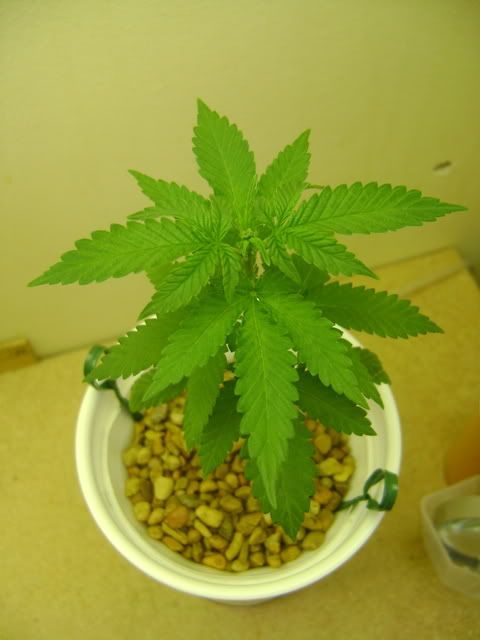 DSC00009.jpg