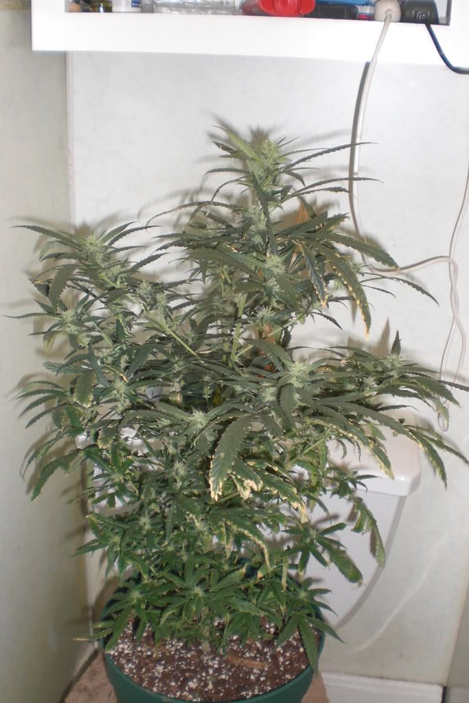 July31008.jpg