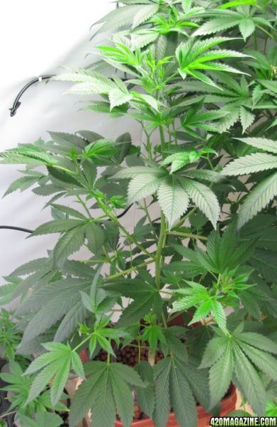 G134.jpg