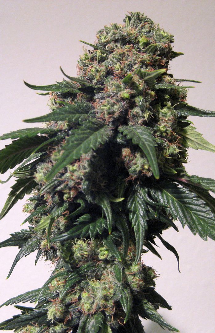 closeup1.jpg