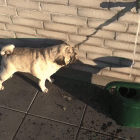 gifs_04.gif