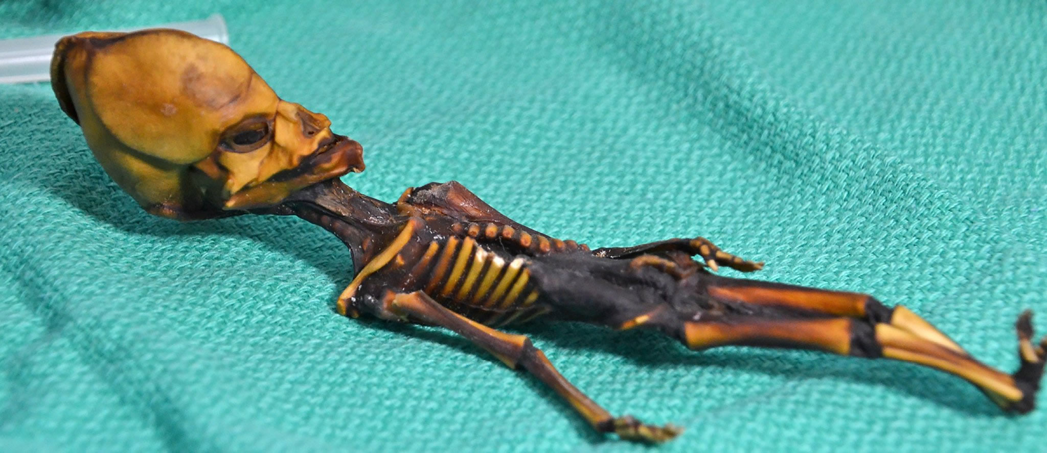Atacama_Skeleton_Credit_Bhattacharya_Set_al_2018.jpg