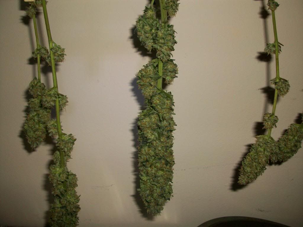 Harvest3Dry12.jpg