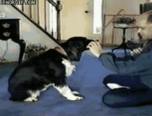 gifs_03.gif