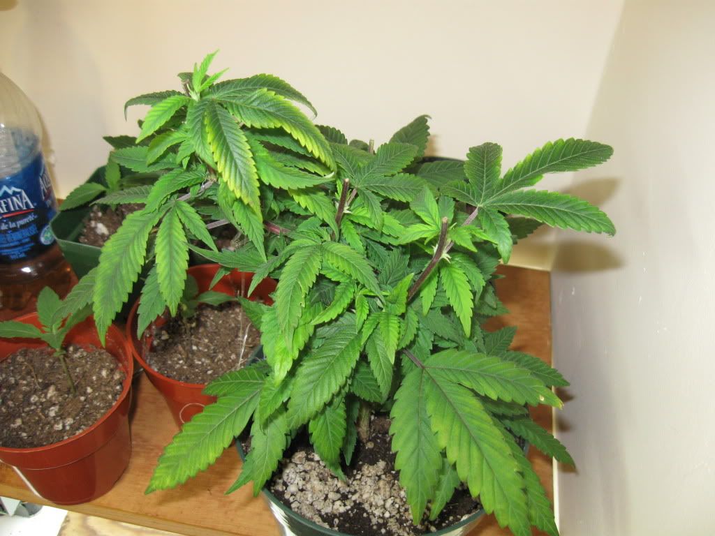 sproutsn1168008.jpg