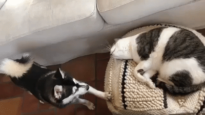 gifs_24.gif