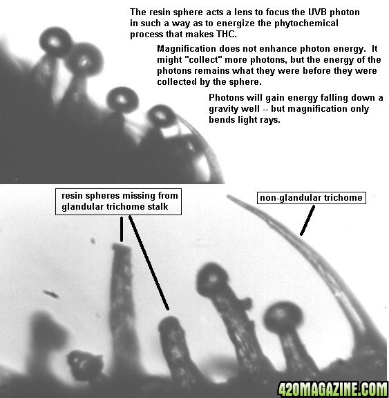 gland1.jpg