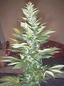 plant1mg.jpeg