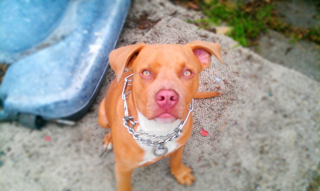 capone001.jpg