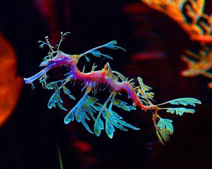 Image result for Leafy Seadragon gif
