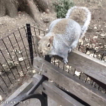 gifs_25.gif