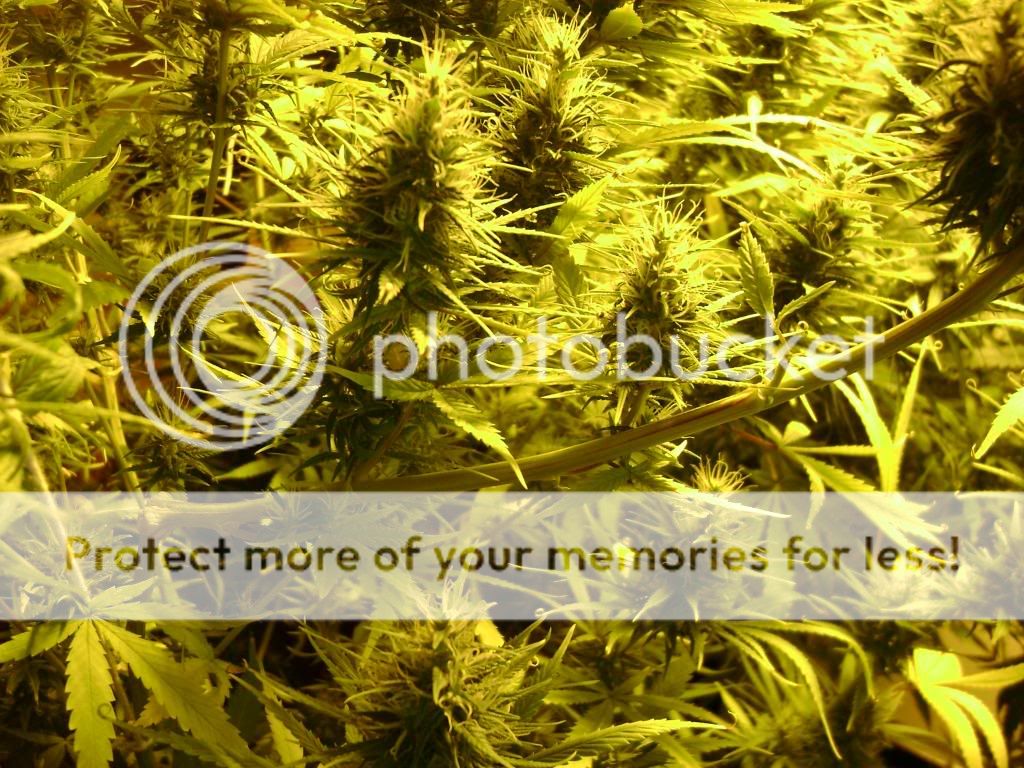 plantproblems070.jpg