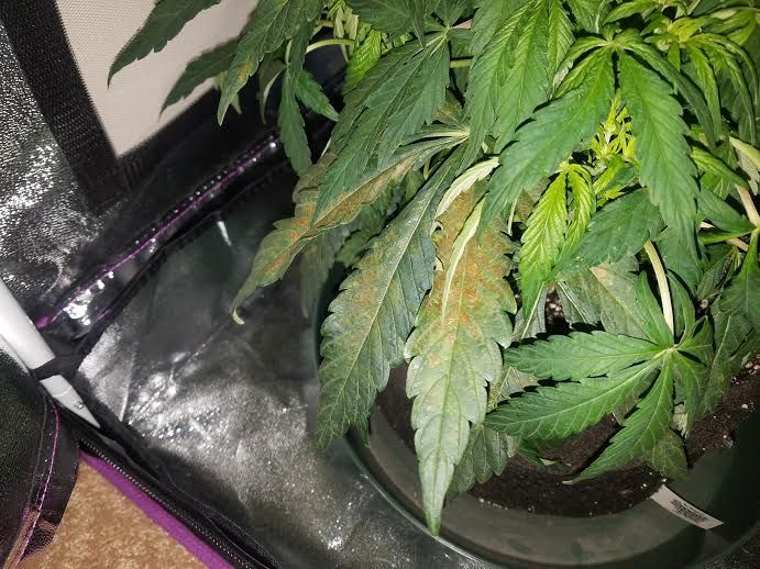 plant2leafbrown2.jpg