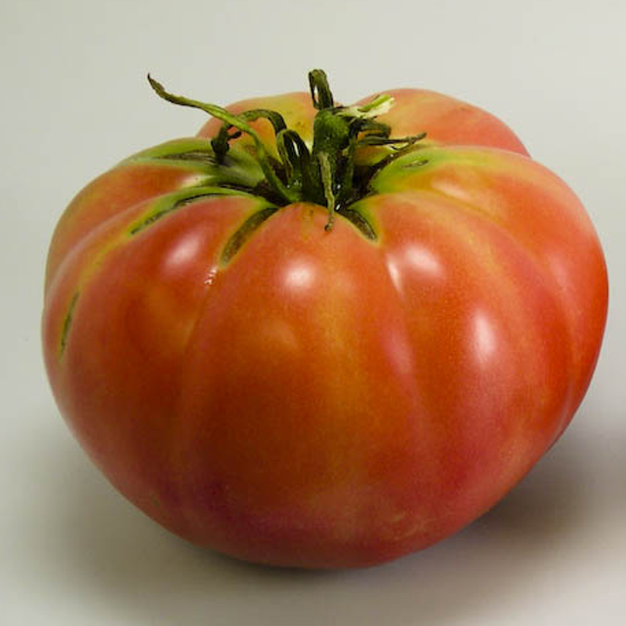 Tomato_MexicoZ.jpg