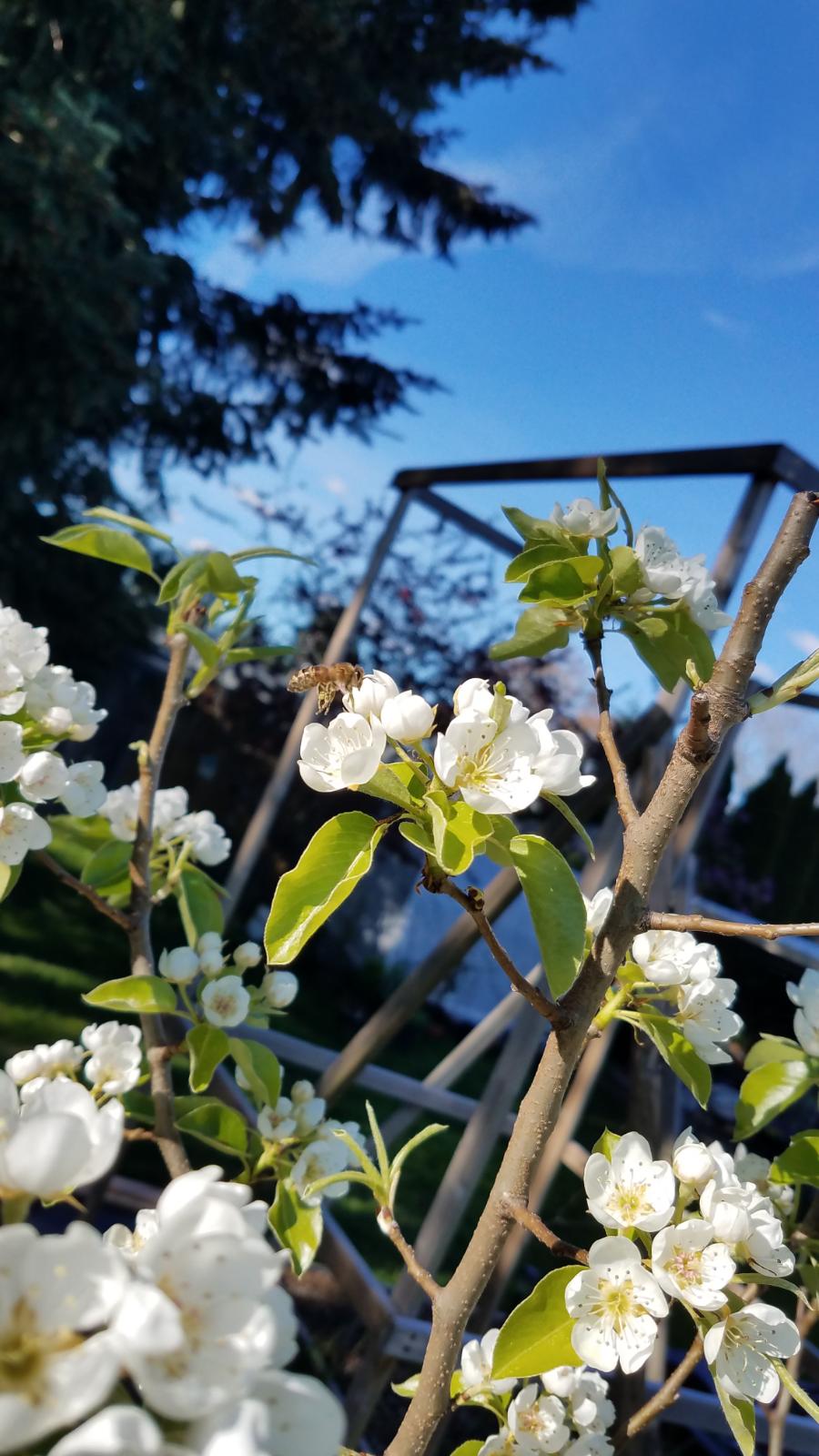 bee1.jpg