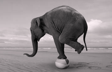 elephantonexerciseball.jpg