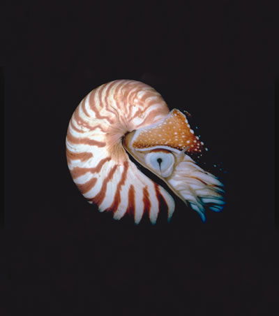 Chambered_Nautilus.jpg