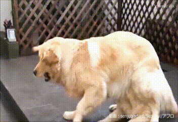 tumblr_ojrsr14MnL1trr448o1_400.gif