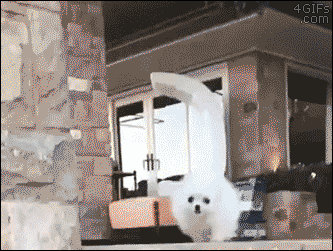 gifs_07.gif