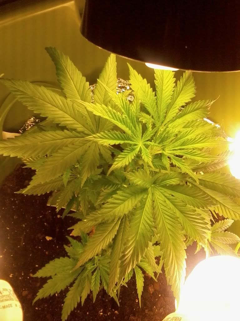 MotzWeek2Flower.jpg