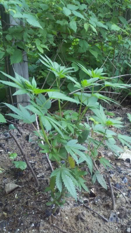 2011-06-03_17-35-17_987.jpg