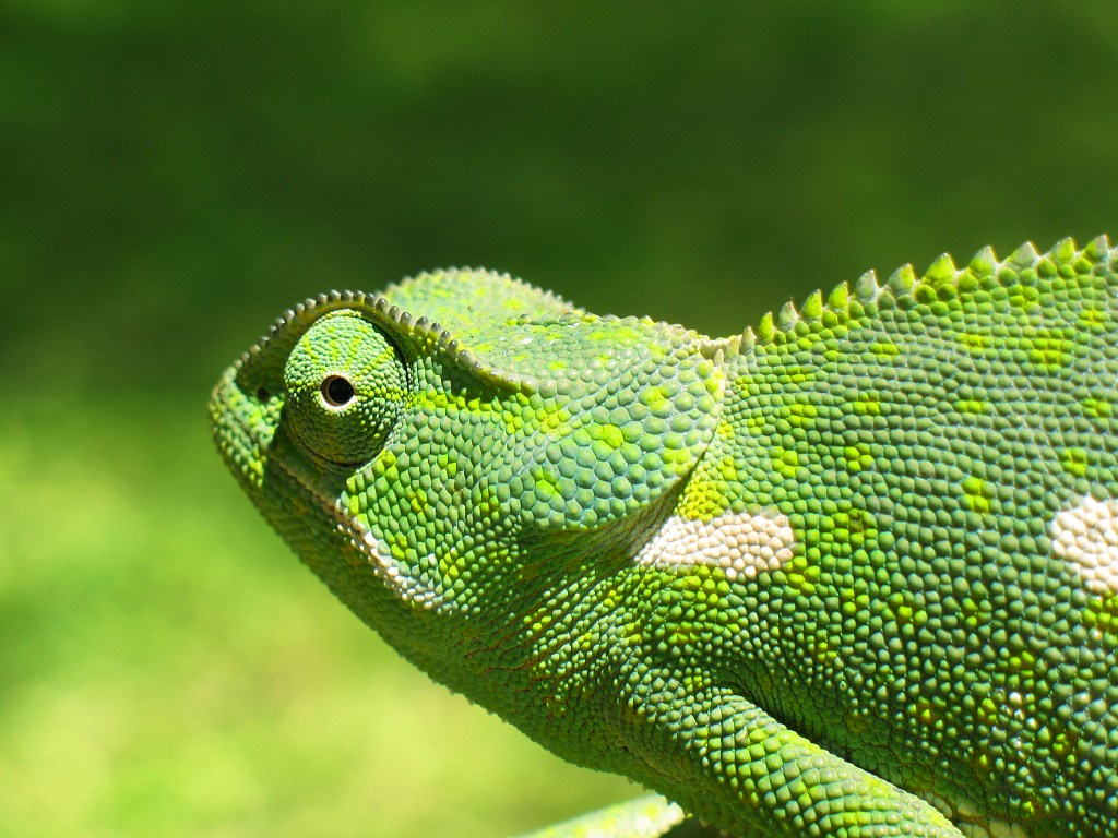 Chameleon_2006-01.jpg
