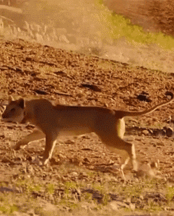 gifs_24.gif