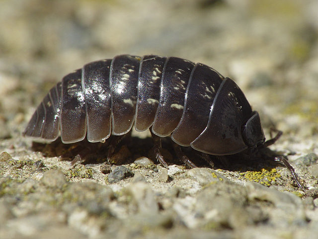 640px-Armadillidium_vulgare_001.png