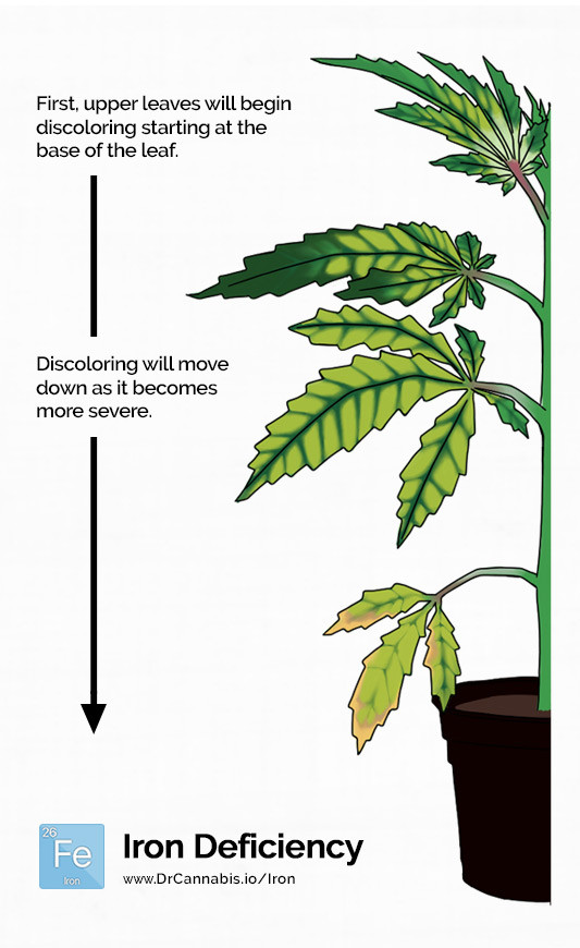 Iron-Deficiency-in-Cannabis.jpg