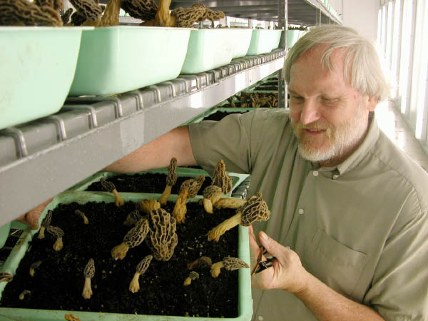 565252726-mushrooms0.jpg
