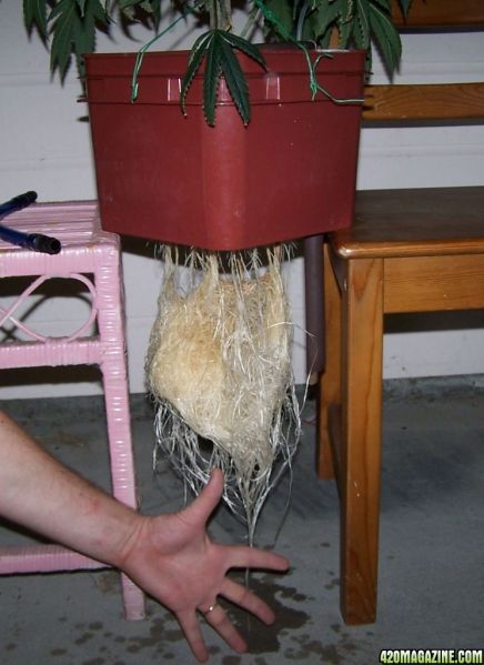 roots_from_banana_kush.jpg