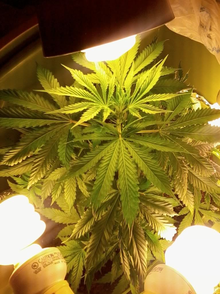 MotzWeek3Flower1.jpg