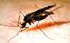 pests_mosquito.jpg