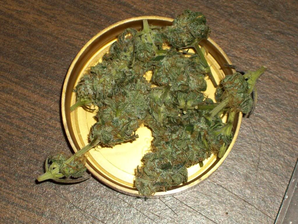 Harvest1Dry9.jpg