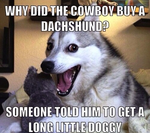 pun-dog-pun-husky-06.jpg