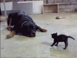 tumblr_myitbbghvZ1t6yeqdo1_250.gif