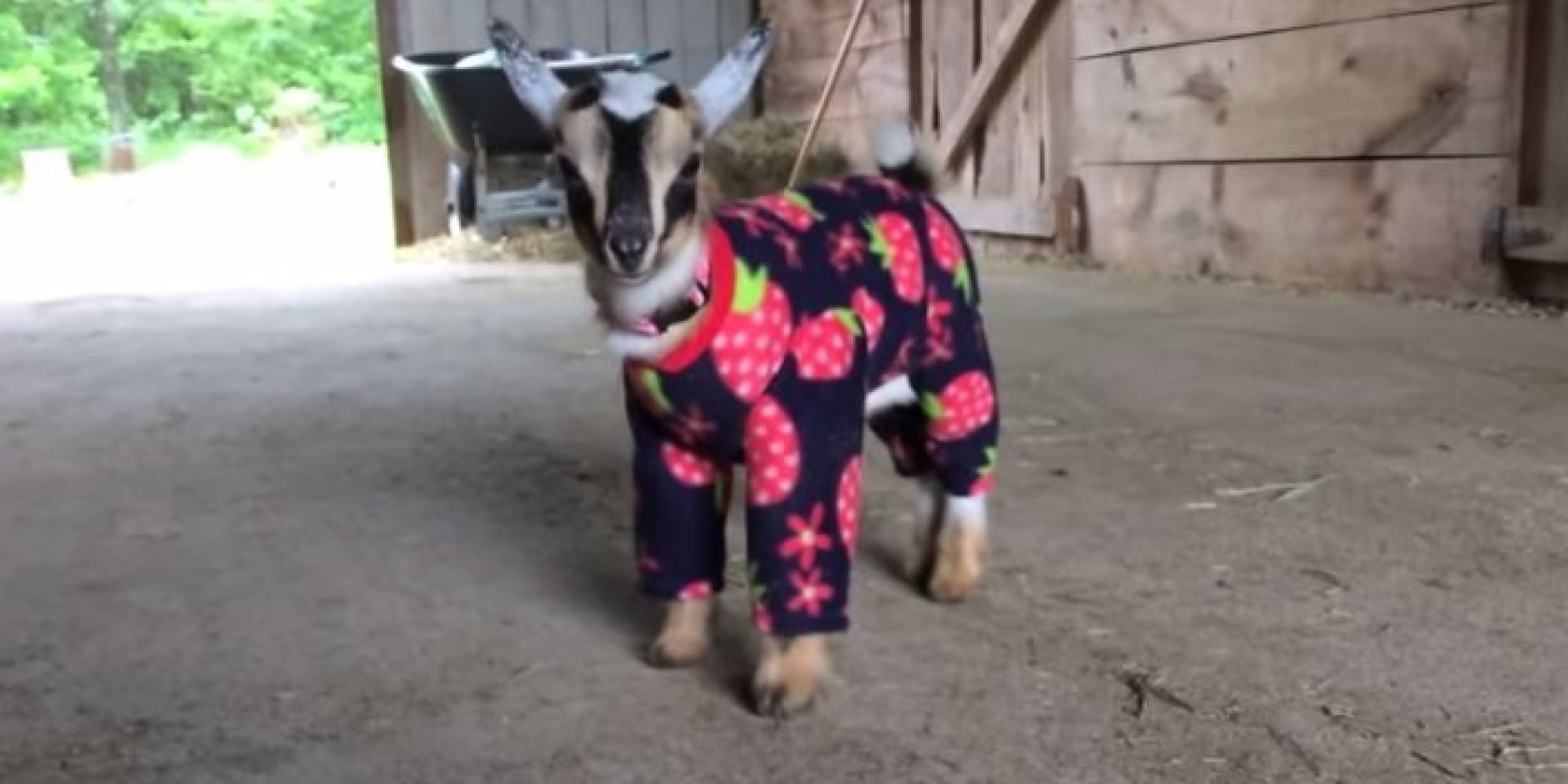 o-PAJAMA-BABY-GOAT-facebook.jpg