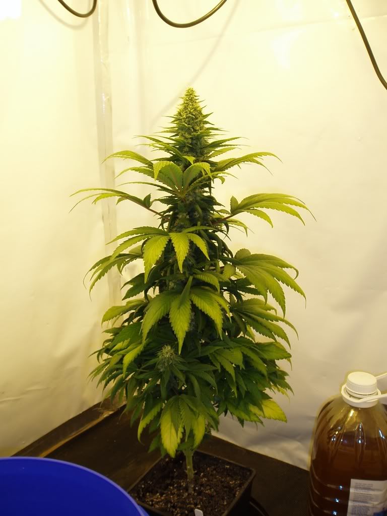 Flower-Day3620.jpg