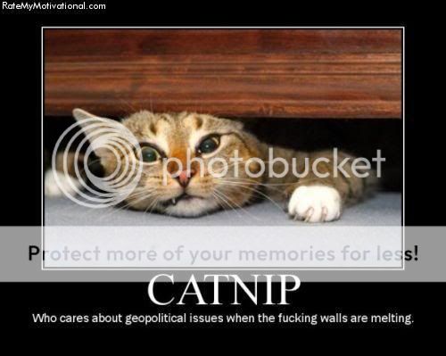 catnip_cat.jpg