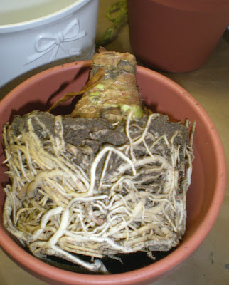 pot+bound+roots.jpg
