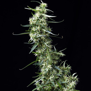 green-house-thai.jpg