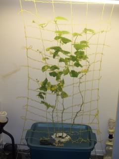 Cukes012.jpg