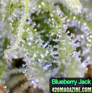 bbk_trichomes.jpg