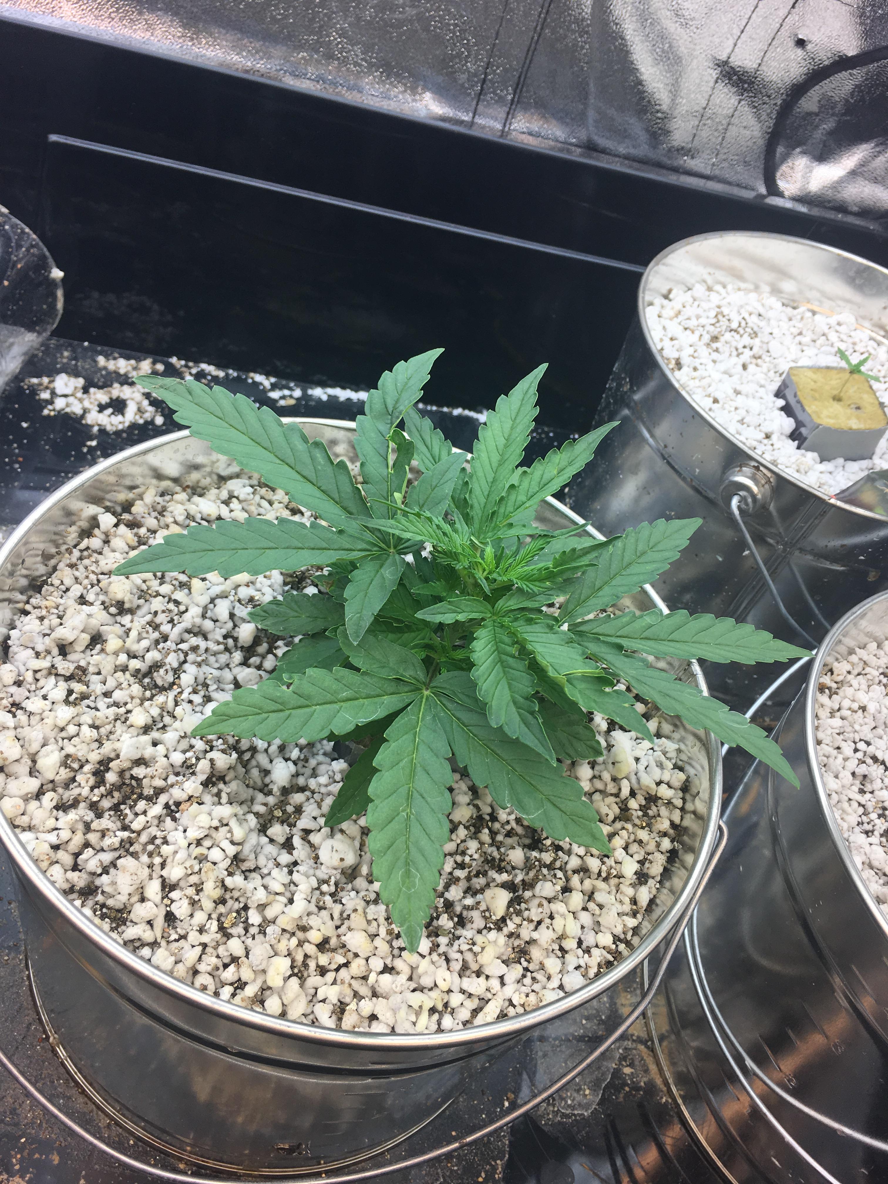First time growing, hempy buckets / scrog (advice welcome) | Rollitup