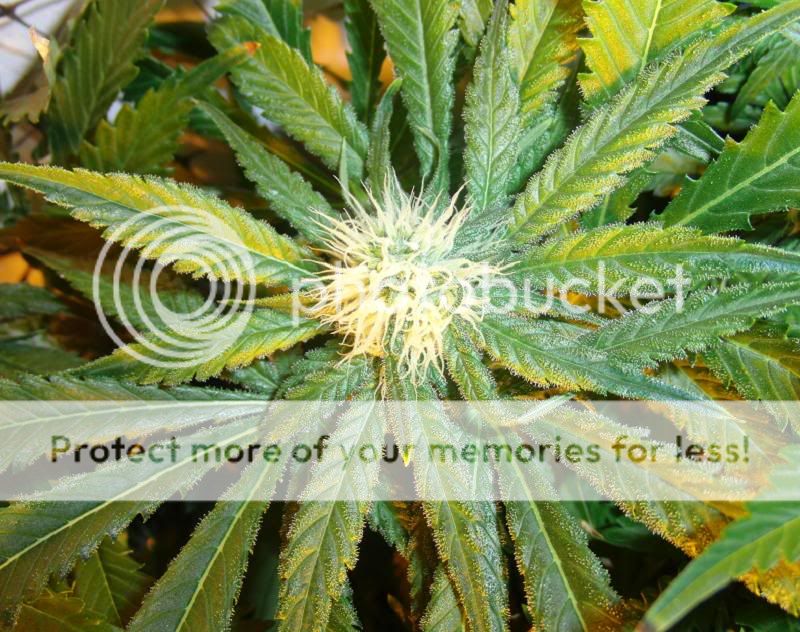 Week12Bud1.jpg
